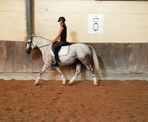 Reitstall Galoppsprung